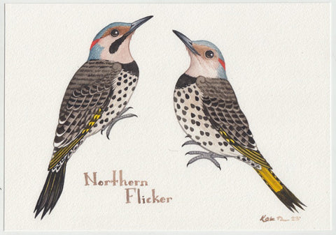 Northern Flicker Yellow-shafted 10x7 Original Watercolor Painting