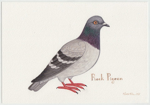 Rock Pigeon 10x7 Original Watercolor Painting