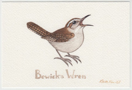 Bewick's Wren (Western Interior, Eremophilus) 6x4.5 Original Watercolor Painting