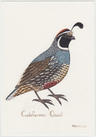 California Quail Male 7x10 Original Watercolor Painting