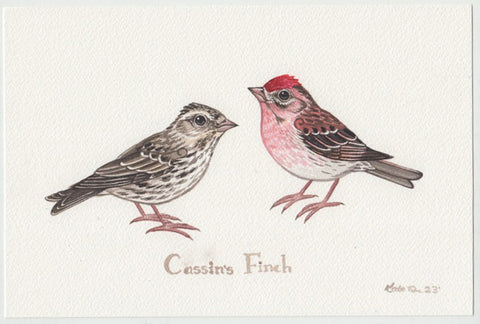 Cassin's Finch 9x6 Original Watercolor Painting