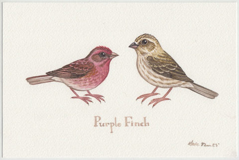 Purple Finch (Western, Californicus) 9x6 Original Watercolor Painting