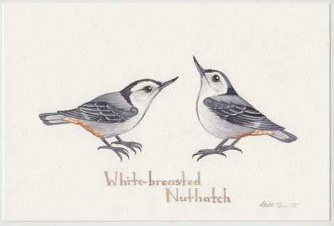White-breasted Nuthatch (Eastern, Carolinensis) 9x6 Original Watercolor Painting