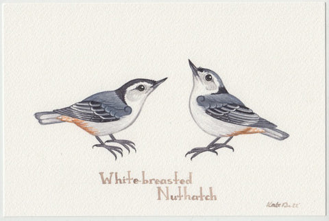 White-breasted Nuthatch (Interior, Nelsoni) 9x6 Original Watercolor Painting