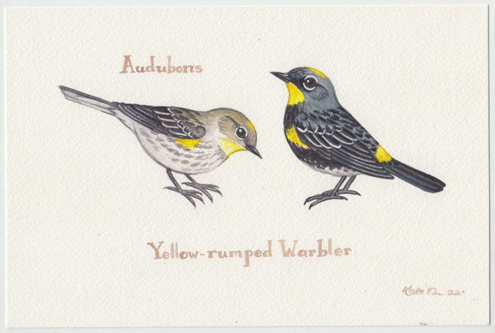 Yellow-rumped Warbler (Audubon's) 9x6 Original Watercolor Painting