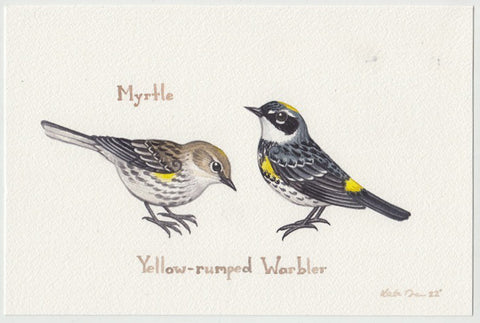 Yellow-rumped Warbler (Myrtle) 9x6 Original Watercolor Painting
