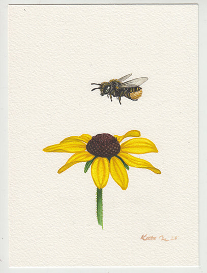 Black-eyed Susan with Leafcutter Bee 5x7 Original Watercolor Painting