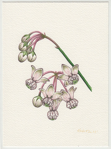 Carolina Milkweed 5x7 Original Watercolor Painting