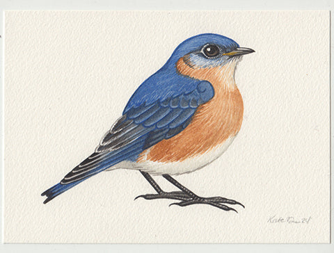 Eastern Bluebird 7x5 Original Watercolor Painting
