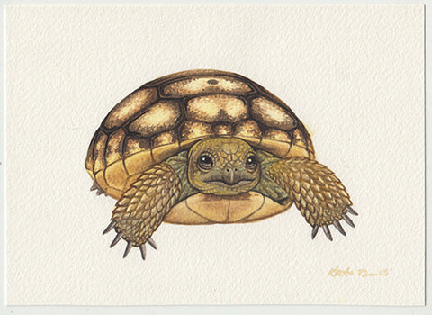 Gopher Tortoise Baby 7x5 Original Watercolor Painting