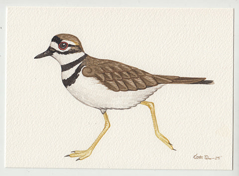 Killdeer 7x5 Original Watercolor Painting