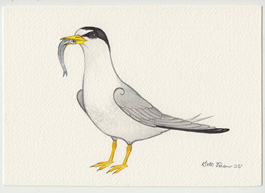 Least Tern 7x5 Original Watercolor Painting