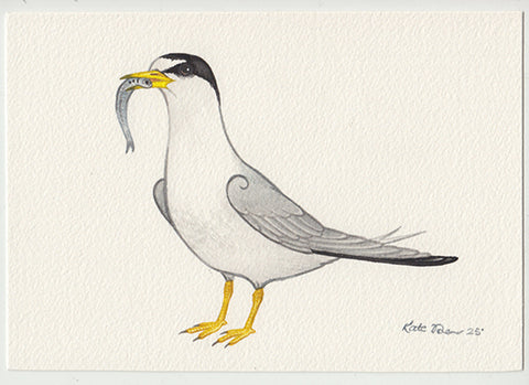 Least Tern 7x5 Original Watercolor Painting