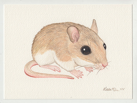 Southeastern Beach Mouse 7x5 Original Watercolor Painting