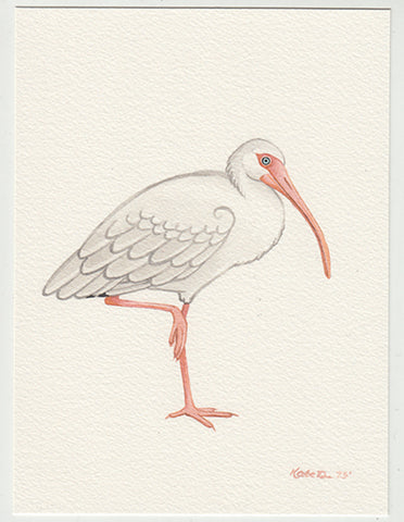 White Ibis 5x7 Original Watercolor Painting
