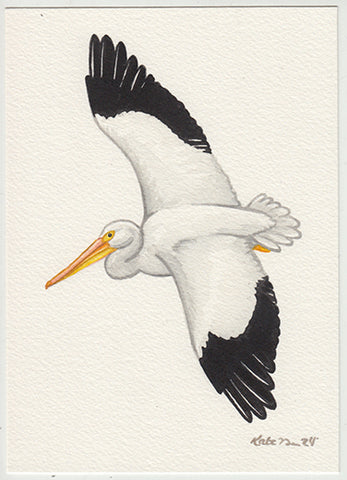 American White Pelican 5x7 Original Watercolor Painting