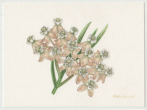 Whorled Milkweed 7x5 Original Watercolor Painting