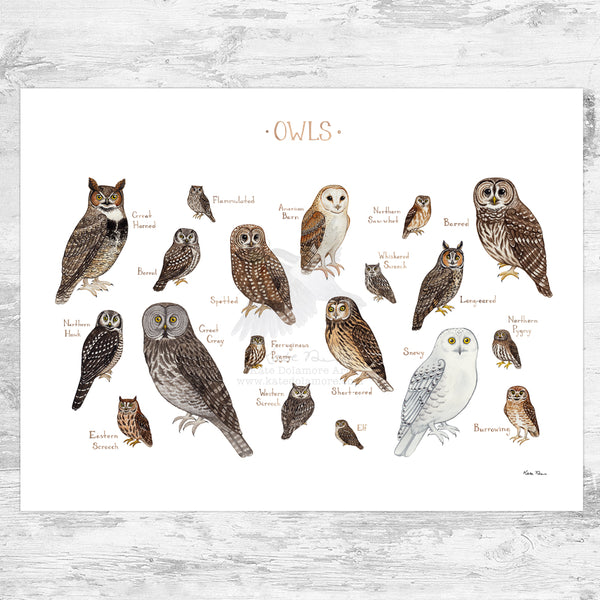 Owls of North America Field Guide Art Print