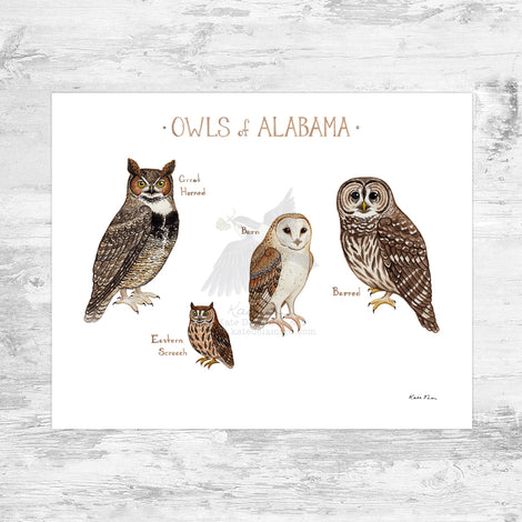 Owls of the US and Canada Prints