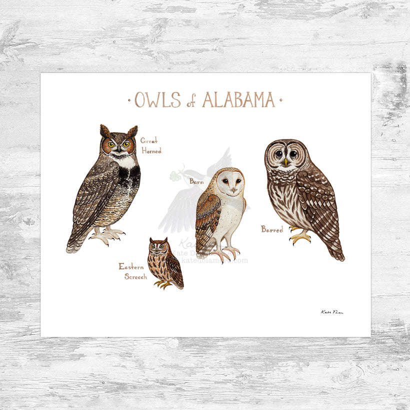 Owls of the US and Canada Prints