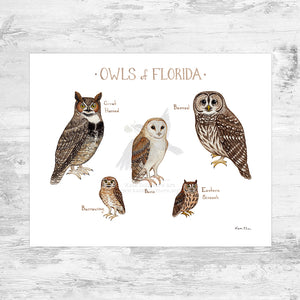 Florida Owls Field Guide Art Print