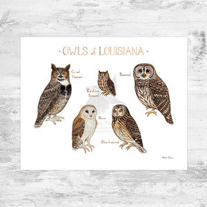 Louisiana Owls Field Guide Art Print