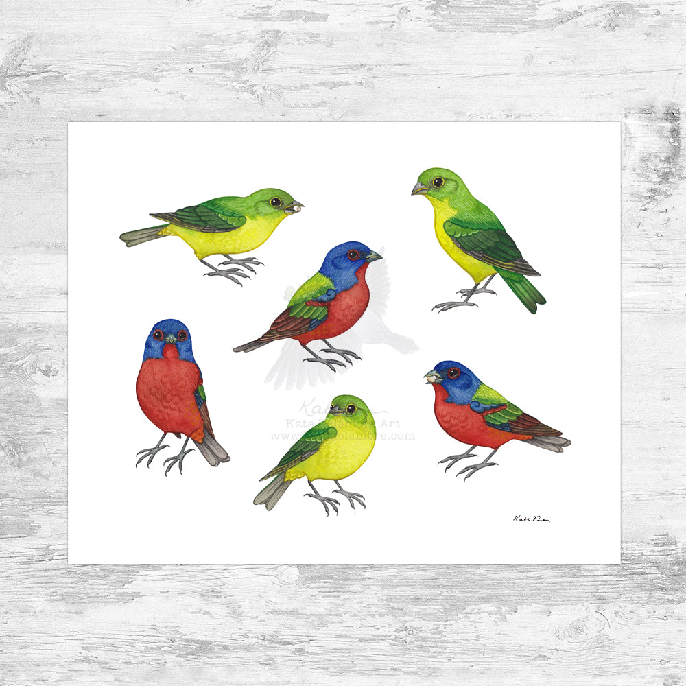 Painted Buntings Art Print