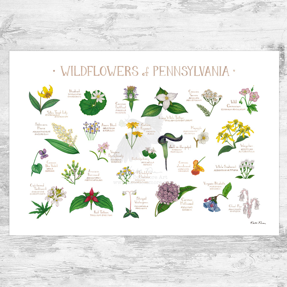 pennsylvania native wildflower seeds Pennsylvania Wildflowers Field Guide Art Print – Kate Dolamore Art