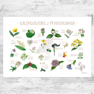 Pennsylvania Wildflowers Field Guide Art Print