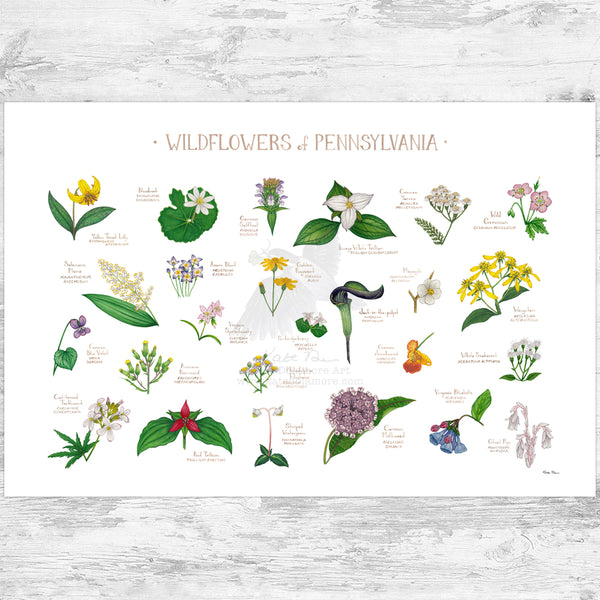 Pennsylvania Wildflowers Field Guide Art Print