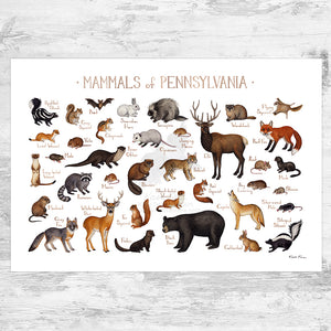 Pennsylvania Mammals Field Guide Art Print