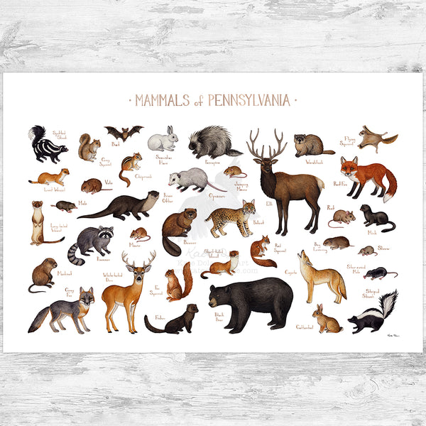 Pennsylvania Mammals Field Guide Art Print