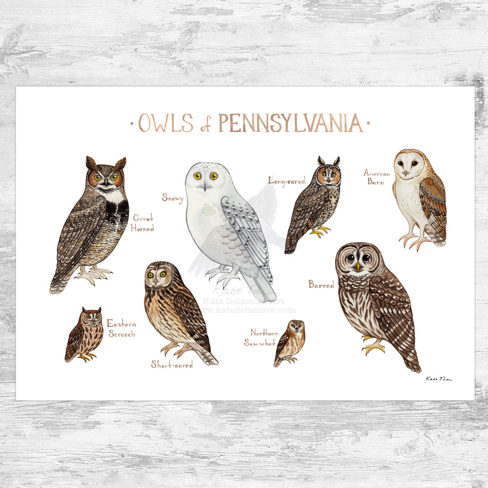 Pennsylvania Owls Field Guide Art Print