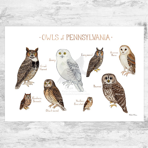 Pennsylvania Owls Field Guide Art Print