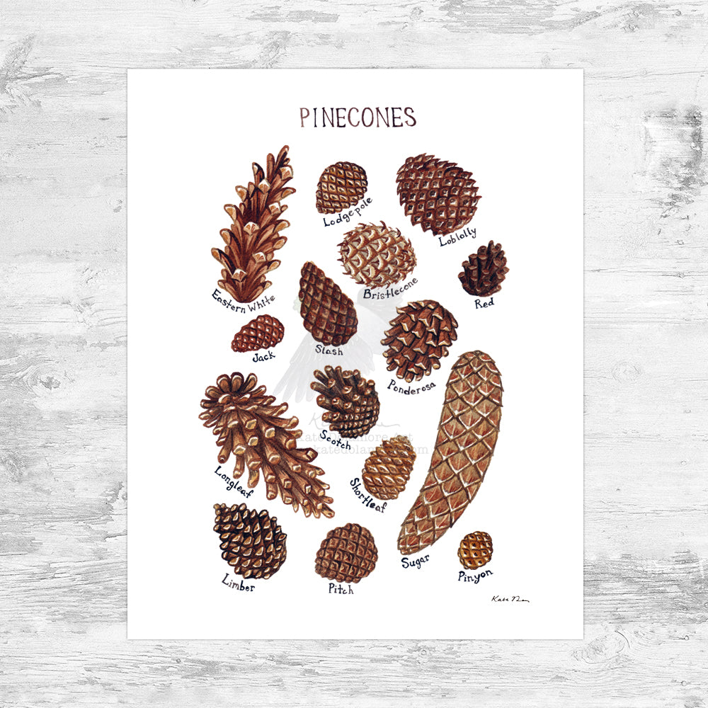 Pine Cones Field Guide Art Print