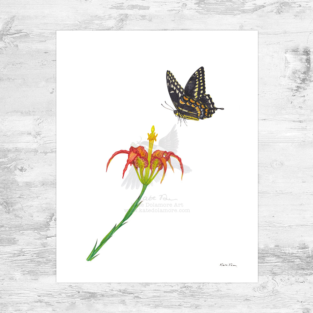 Palamedes Swallowtail on Pine Lily Art Print