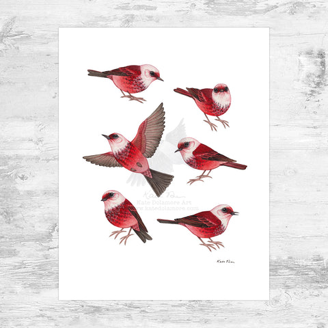 Pink-headed Warbler Art Print