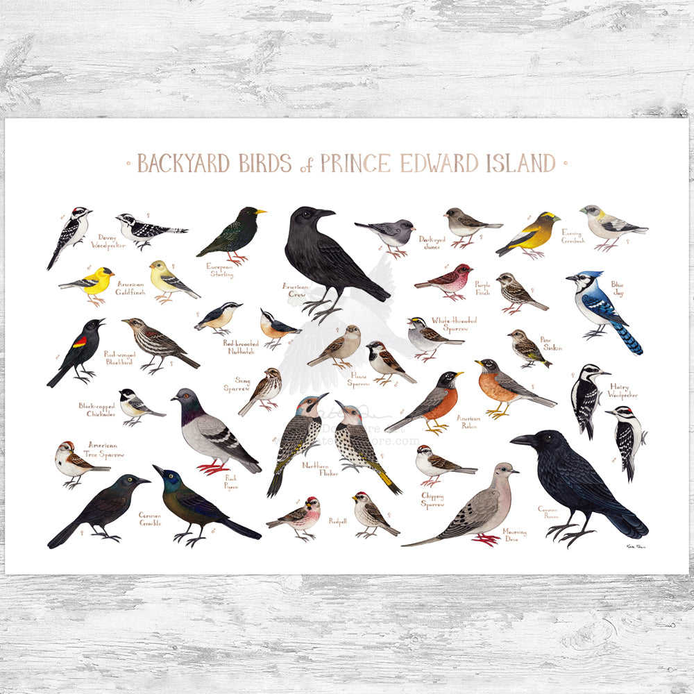 Prince Edward Island Backyard Birds Field Guide Art Print – Kate