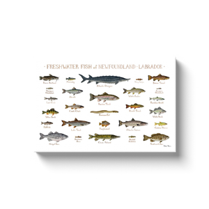 Newfoundland & Labrador Freshwater Fish Ready to Hang Canvas Print