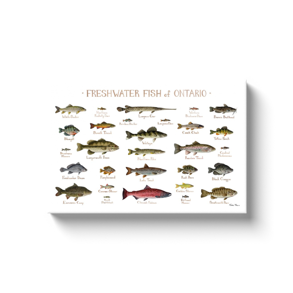Ontario Freshwater Fish Ready to Hang Canvas Print