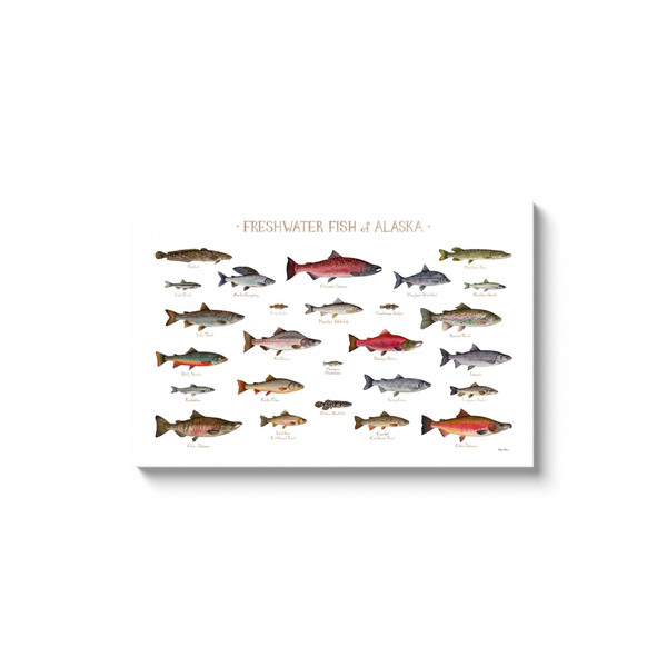 Alaska Freshwater Fish Ready to Hang Canvas Print