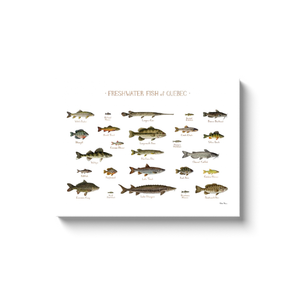 Quebec Freshwater Fish Ready to Hang Canvas Print