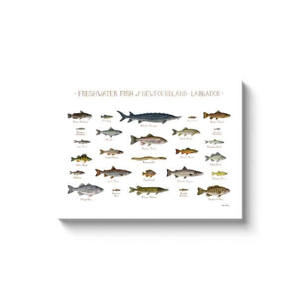 Newfoundland & Labrador Freshwater Fish Ready to Hang Canvas Print