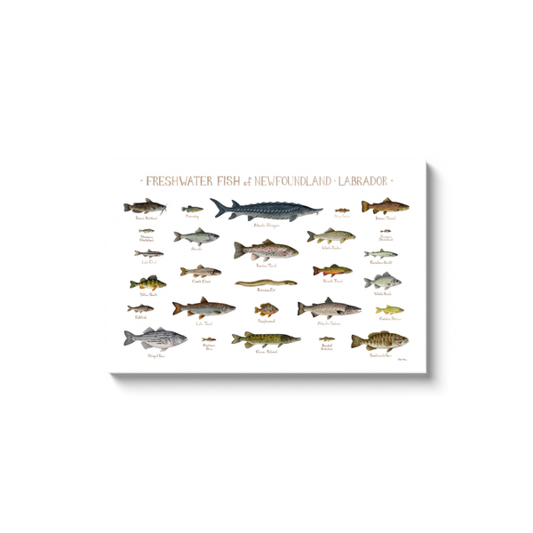 Newfoundland & Labrador Freshwater Fish Ready to Hang Canvas Print