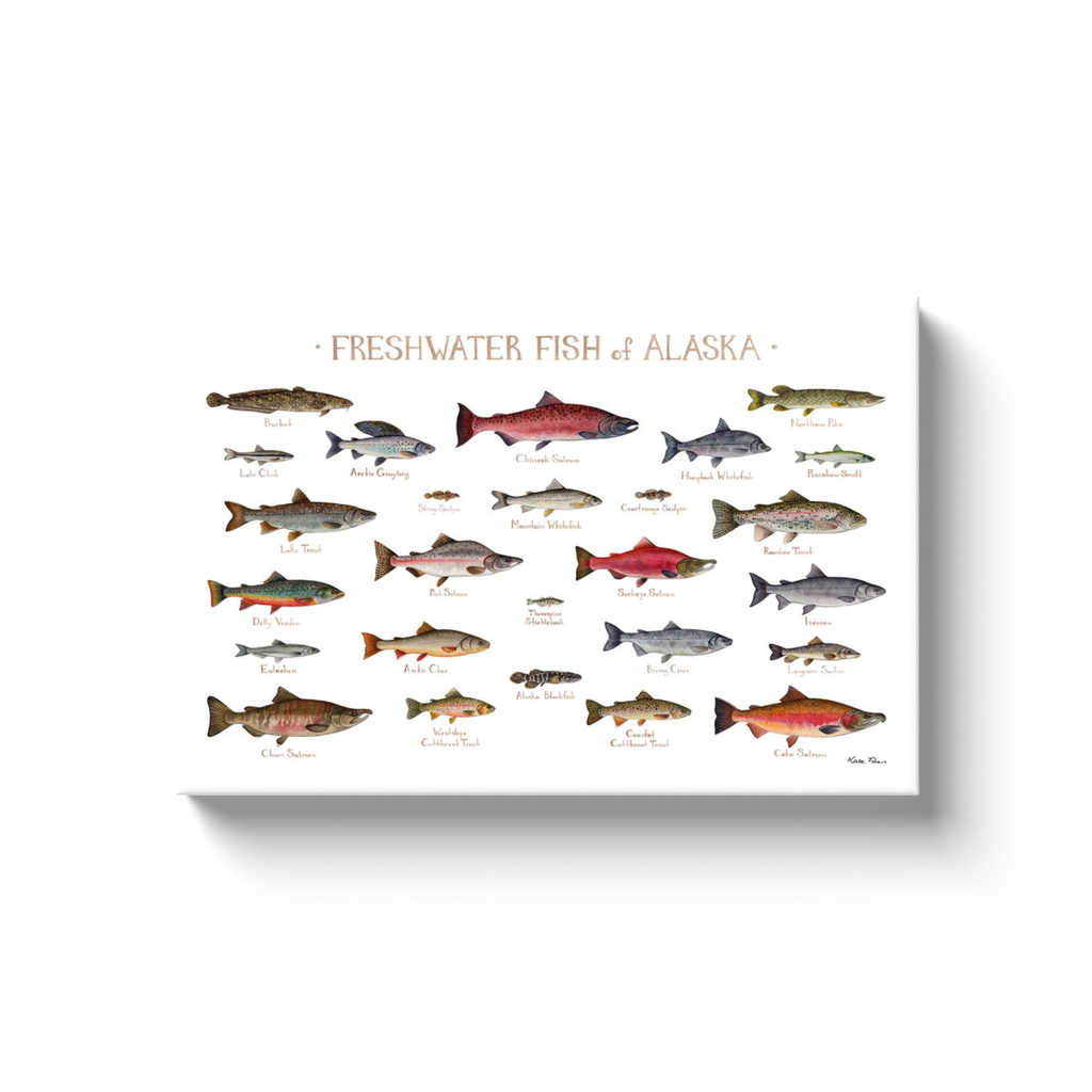 Alaska Freshwater Fish Ready to Hang Canvas Print
