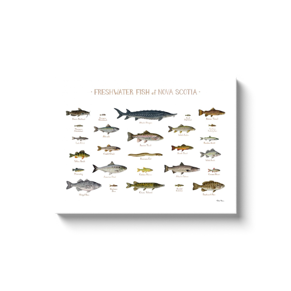 Nova Scotia Freshwater Fish Ready to Hang Canvas Print