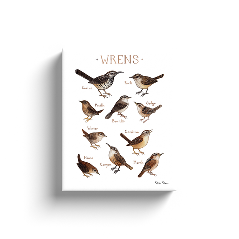 *SALE* Wrens of North America 8x10 Wrapped Canvas Print