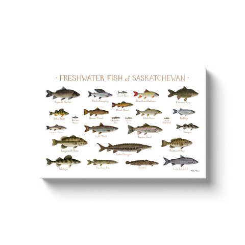 Saskatchewan Freshwater Fish Ready to Hang Canvas Print