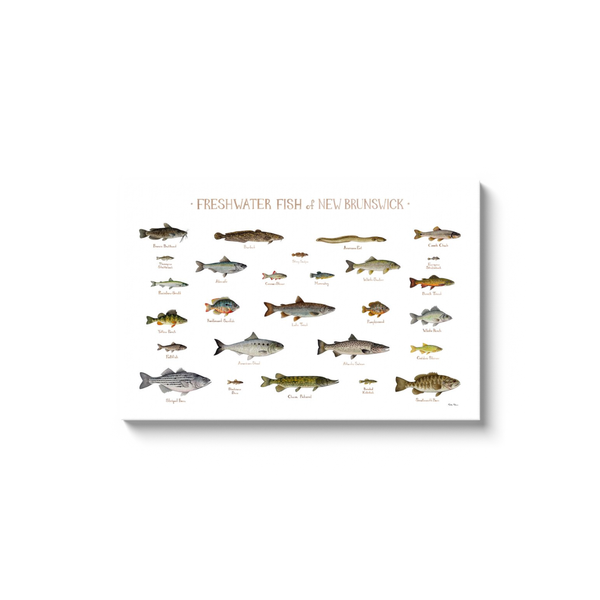 New Brunswick Freshwater Fish Ready to Hang Canvas Print