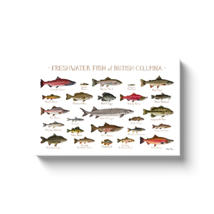 British Columbia Freshwater Fish Ready to Hang Canvas Print